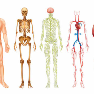 Formation physiologie et physiopathologie prépa naturopathie